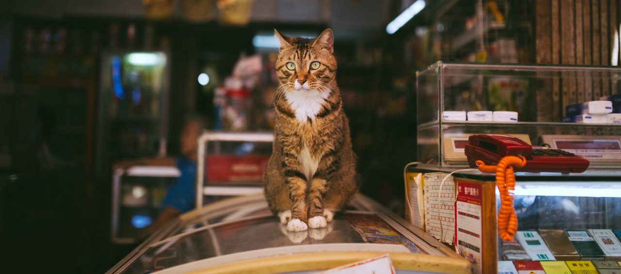 ピンクの 招き恋猫 のお守りで恋愛運アップ 大好きな彼と復縁できました 電話占いの森