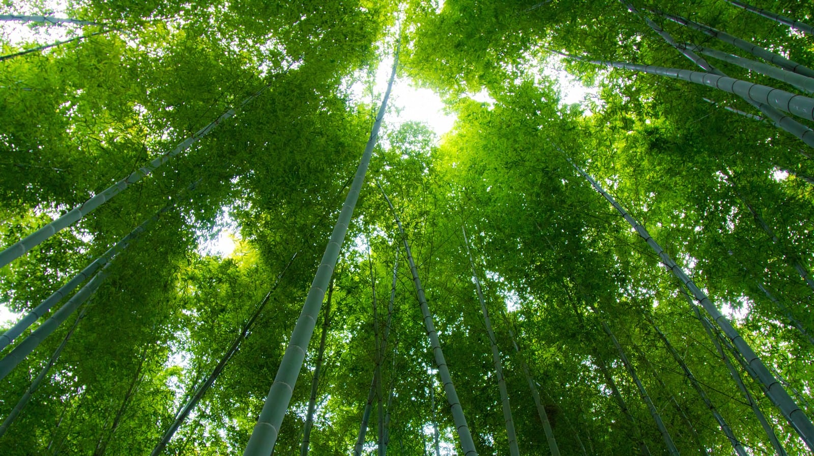 彼の本命になりたくて 恋愛成就で有名なパワースポット 京都にある鈴虫寺にお参りしました 電話占いの森